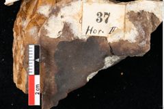 Foto (Detailansicht) von Sphaeria lycobroma Ettingshausen (NHMW-GEO-2024-0188-0037)